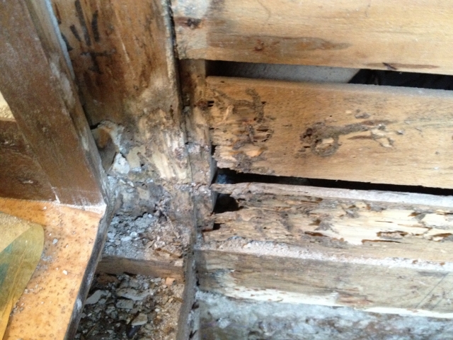 シロアリ駆除は自分でもできる！？プロに依頼した方が良い場合って？