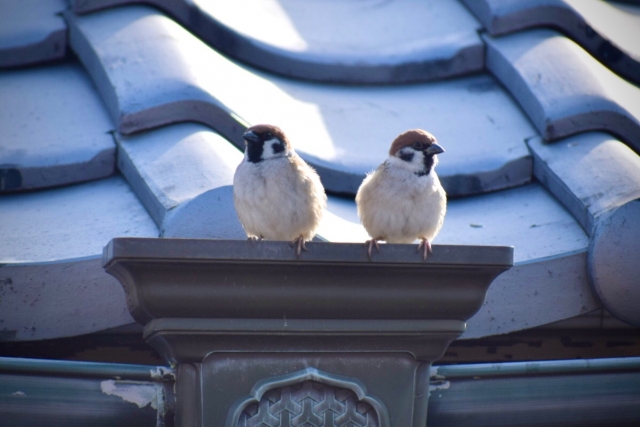 大切な家を守る！屋根の鳥害を防ぐ方法とは？